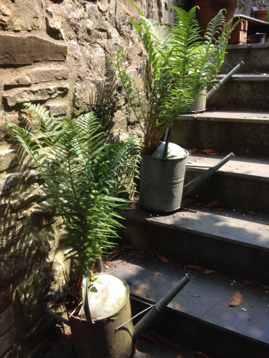 Leaking watering cans planted with ferns on new steps.